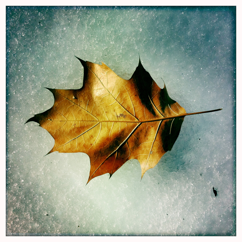 Leaf in The Ramble